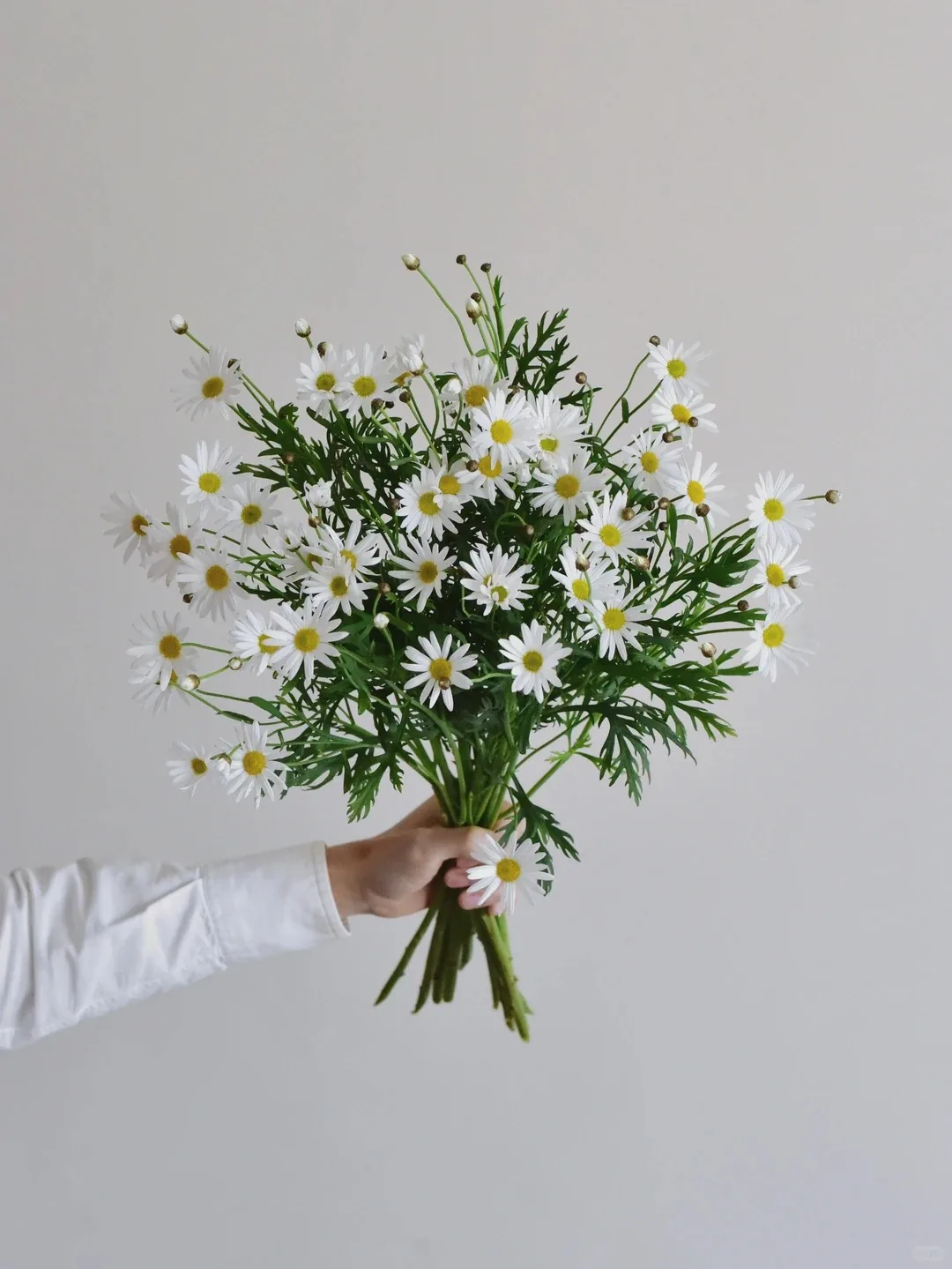 草花 · 玛格丽特